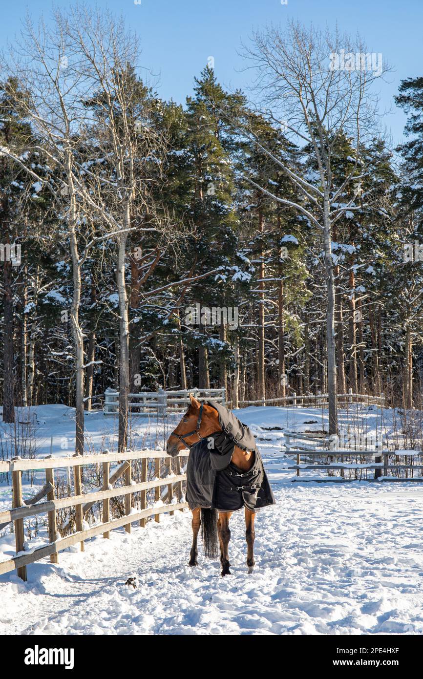 Decke mit braunem Pferd in einer schneebedeckten Koppel im Bezirk Ruskeasuo in Helsinki, Finnland Stockfoto