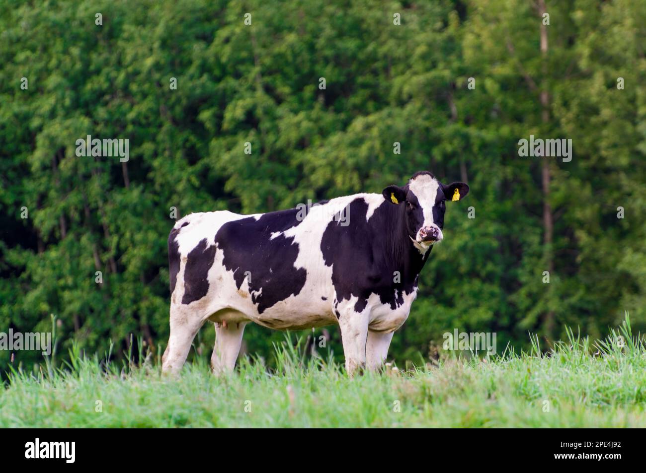 Holstein friesian Rinder. Eine schwarz-weiße Kuh gräbt auf einer grünen Weide. Stockfoto