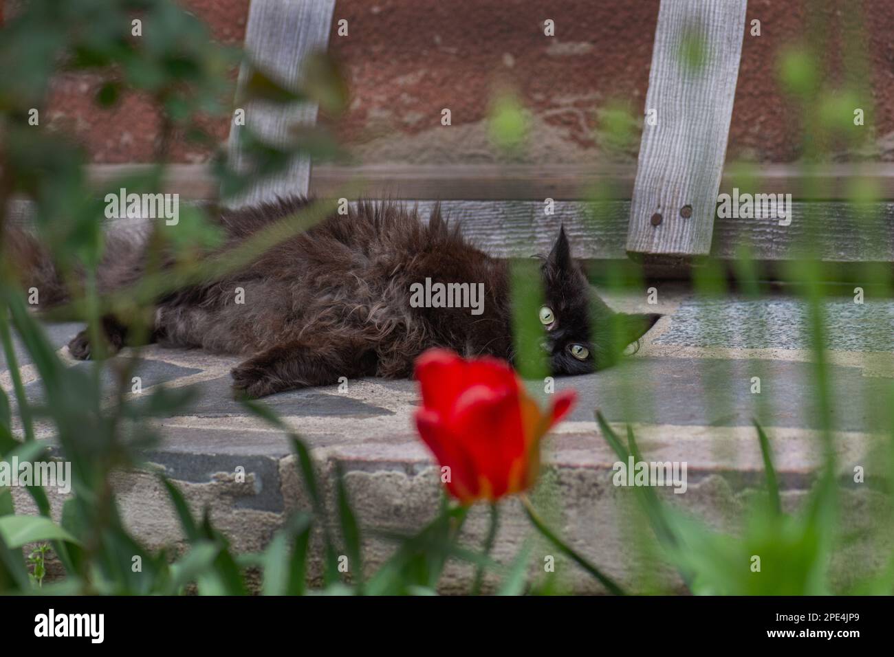 Katzen gehen raus. Tierfreiheit und Naturgenuss. Stockfoto