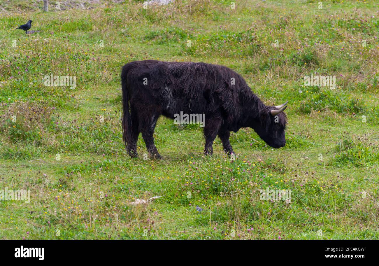 Highland-Kuh auf einem Feld. Highland-Rinder. Eine schwarze haarige Kuh, die auf einer natürlichen Weide zwischen Blumen grast. Grüne Wiese. Gehörnte Kuh. Stockfoto