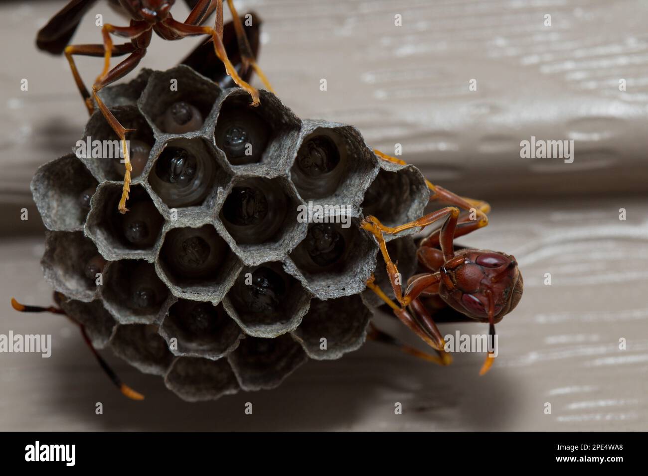 Papierwespen sind Vespid-Wespen, die Fasern aus totem Holz und Pflanzenstämmen sammeln. Papierwaschnest mit Larvea im Inneren, wobei Erwachsene Wespen das Nest bewachen! Stockfoto