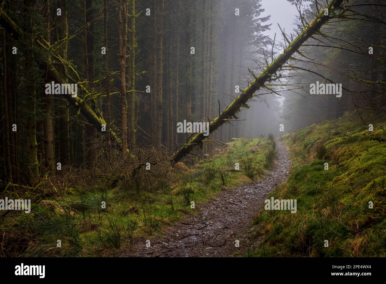 Ein nebeliger Pfad durch umgestürzte Bäume im Whinlatter Forest, Lake District, Cumbria, England Stockfoto