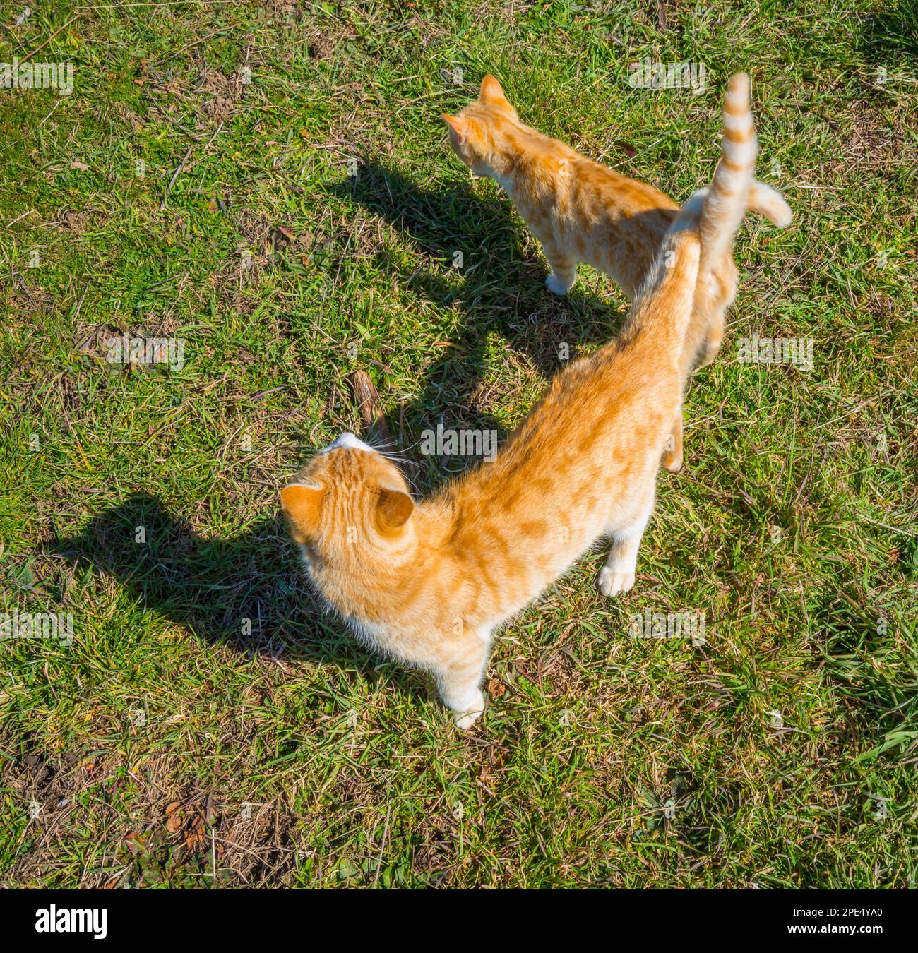 Tabby-Katzen, die ihre Schwänze verschnüren. Stockfoto