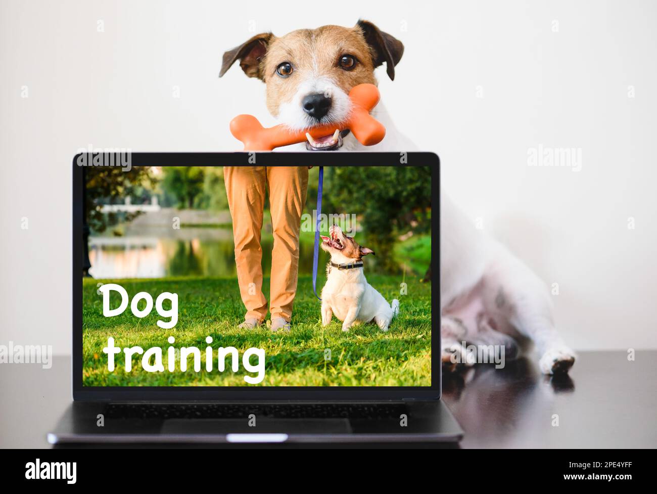 Der schlaue Hund sitzt hinter dem Computer. Online-Hundetrainingkonzept. Stockfoto