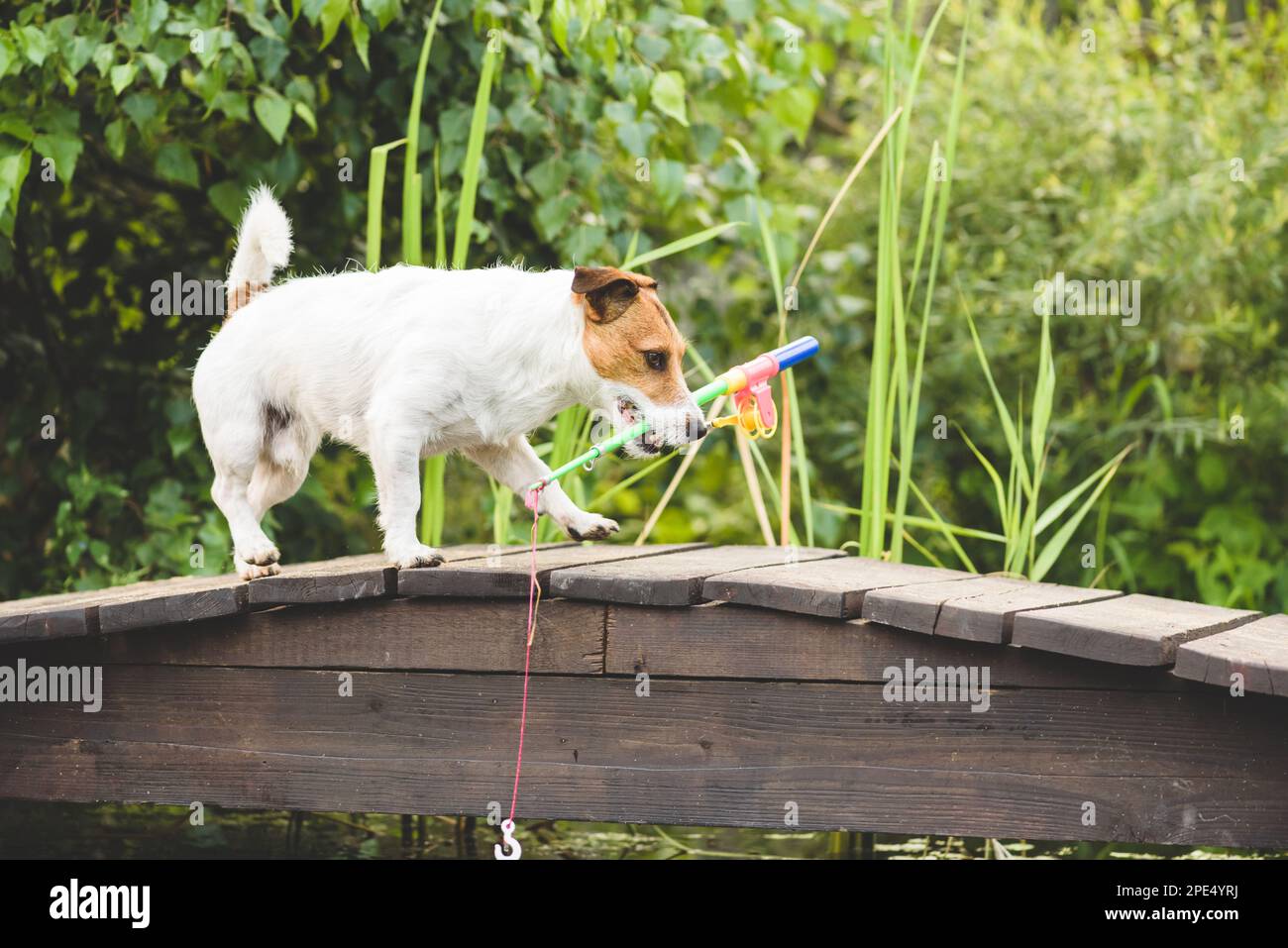 Hund als lustiger Fischer mit Angelrute, der Fische fangen will. Humorbegriff des Fischens als Hobby Stockfoto