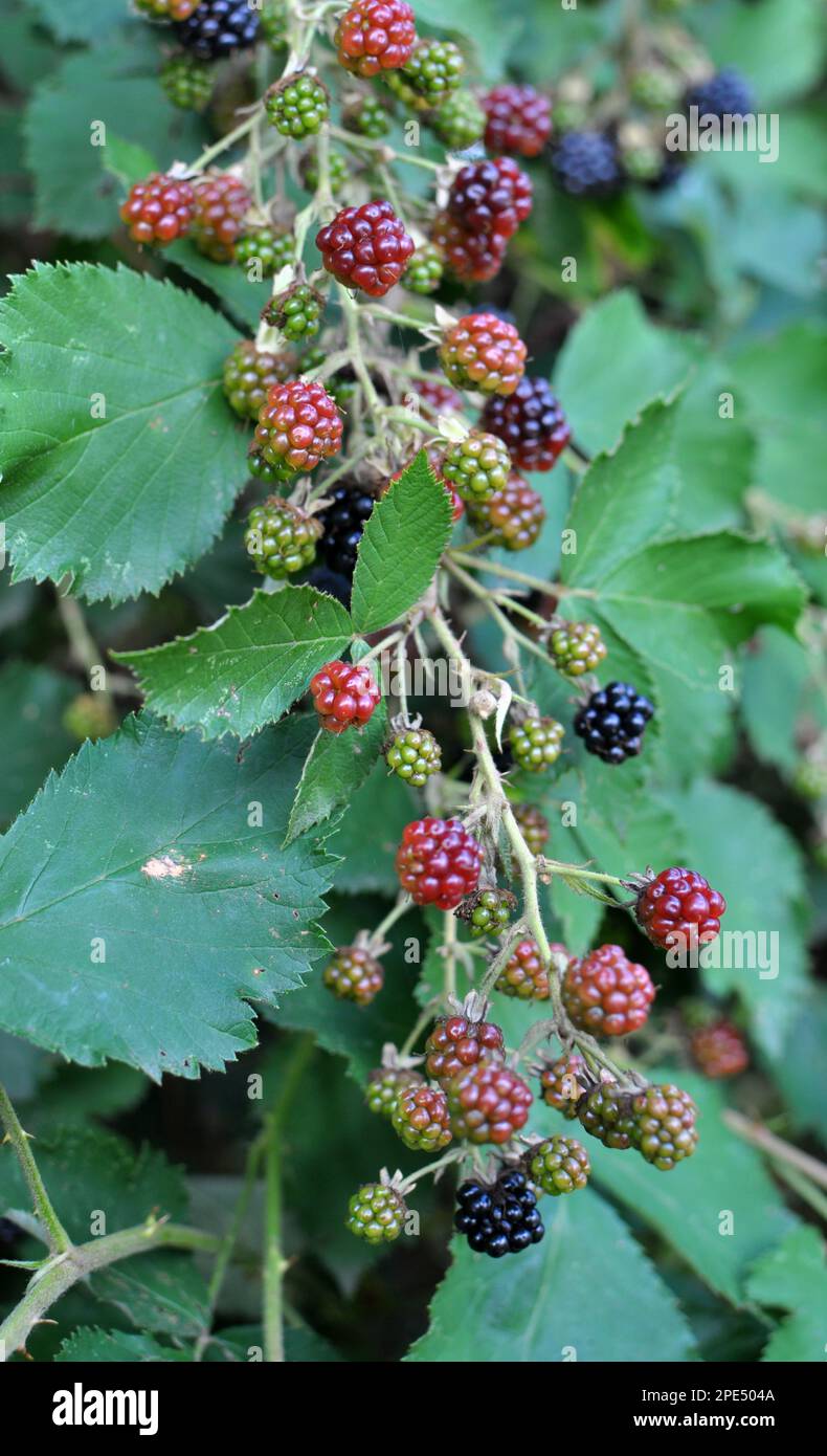 Auf dem Astbüsch reifen die Brombeeren (Rubus fruticosus) Stockfoto