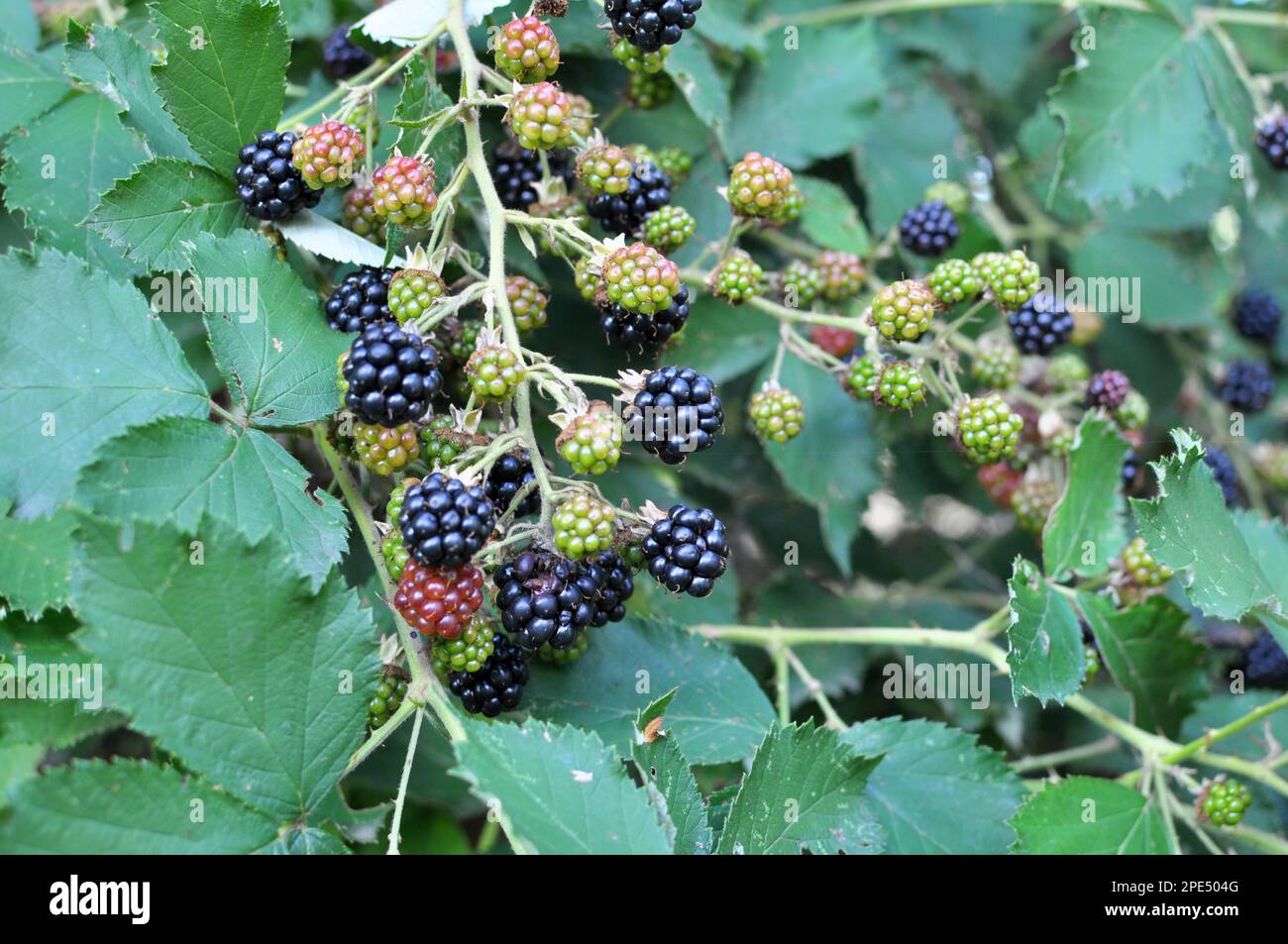 Auf dem Astbüsch reifen die Brombeeren (Rubus fruticosus) Stockfoto