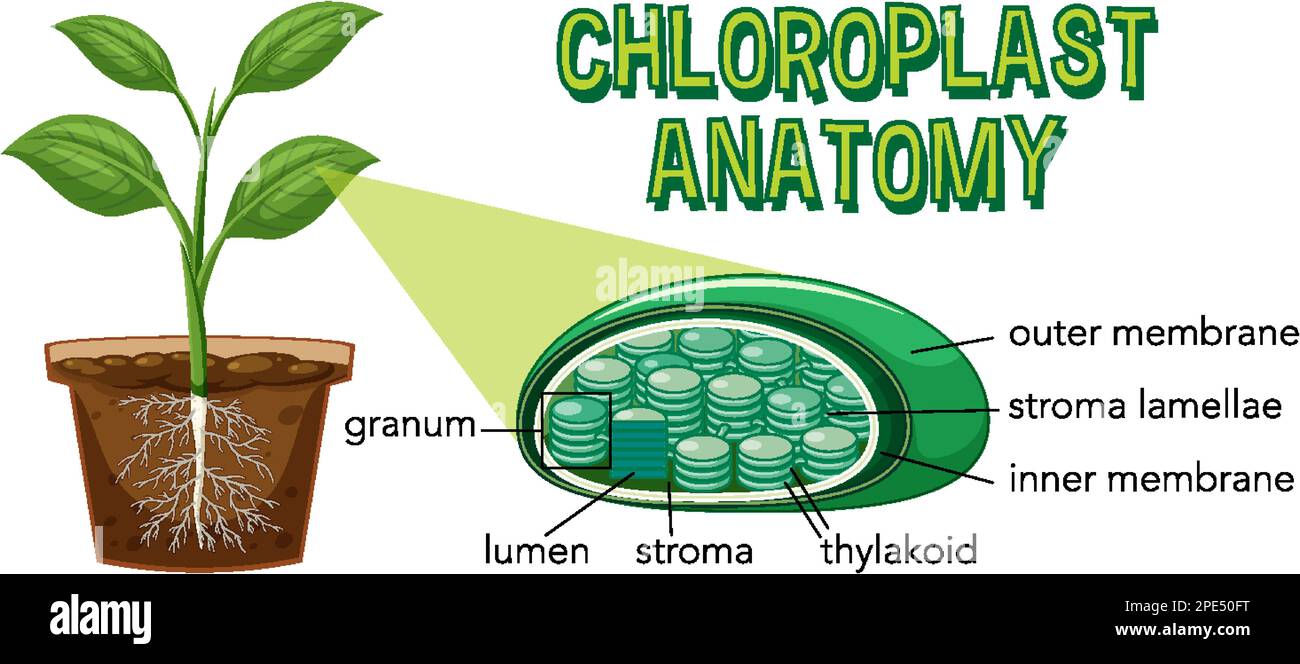 Schaubild zur Chloroplast-Anatomie für die Biologie- und Biowissenschaftsausbildung Stock Vektor