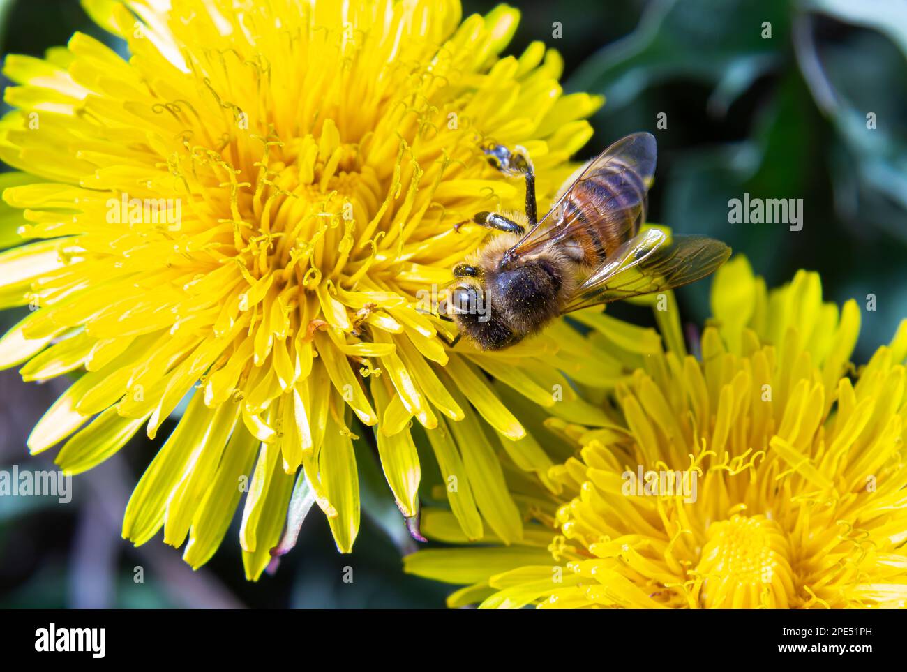 Nahaufnahme der Weibchen der Gelbbbbeinen Bergbaubiene, Andrena flavipes auf einer gelben Blume des Löwenzahns, Taraxacum officinale. Stockfoto