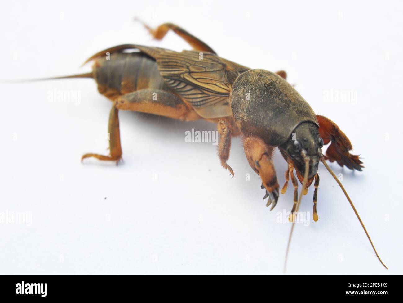 Ein Insektenschädling Gryllotalpa gryllotalpa, der viele Pflanzen im Boden schädigt Stockfoto