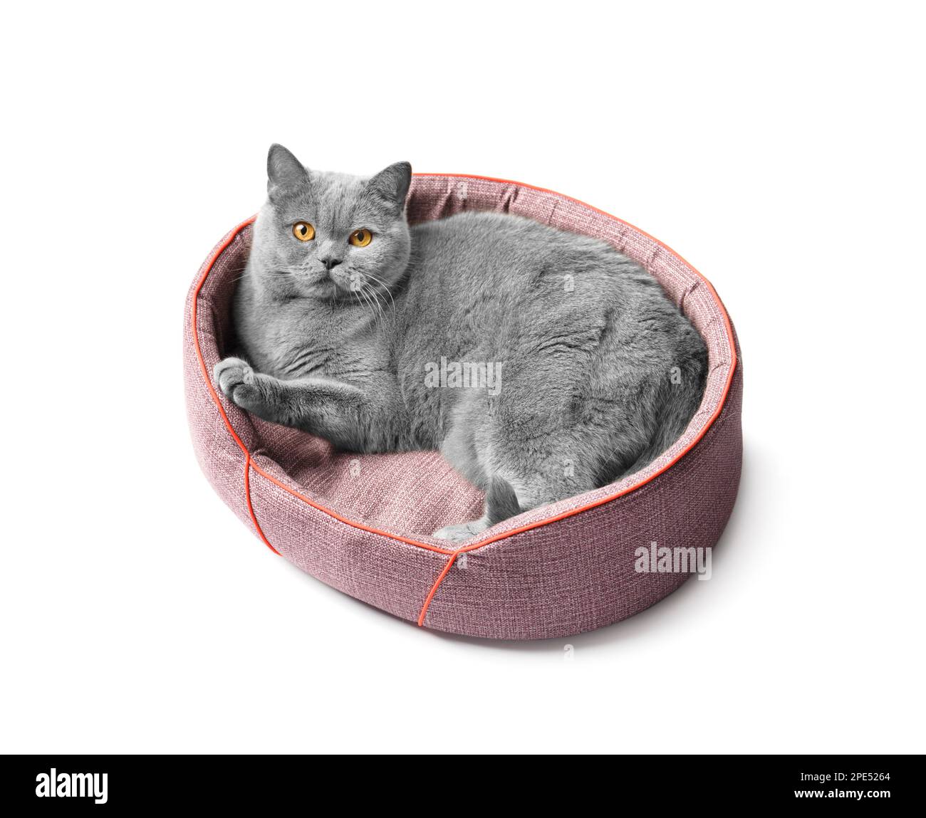 Die britische Katze liegt in einem weichen Haustierbett und schaut auf die Kamera auf weißem Hintergrund, Haustierzubehör. Stockfoto