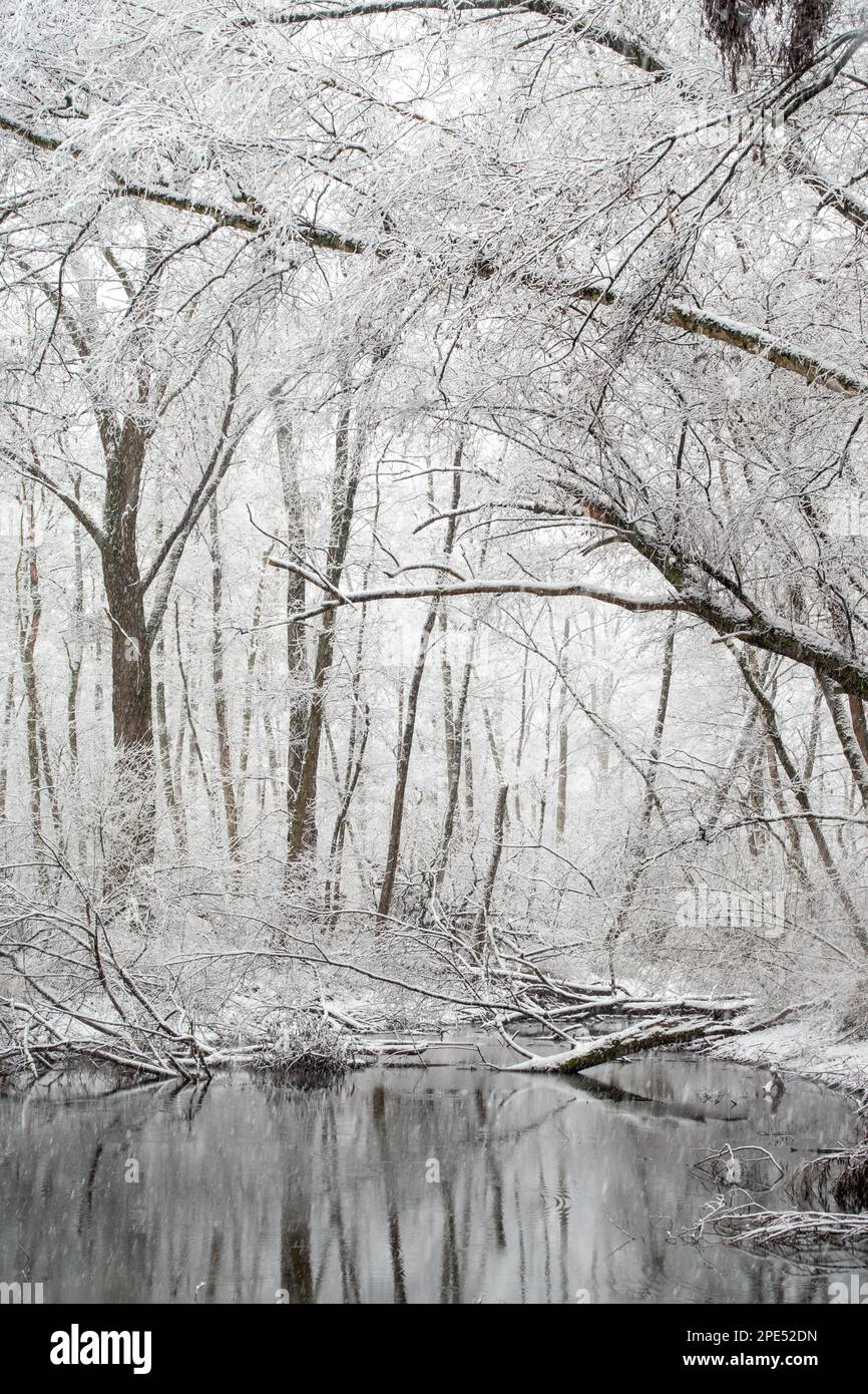 Winterbeginn in Meerbusch, Nordrhein-Westfalen. Starker Schneefall in einem Naturschutzgebiet, Ilvericher Altrheinschlinge nahe Düsseldorf. Stockfoto