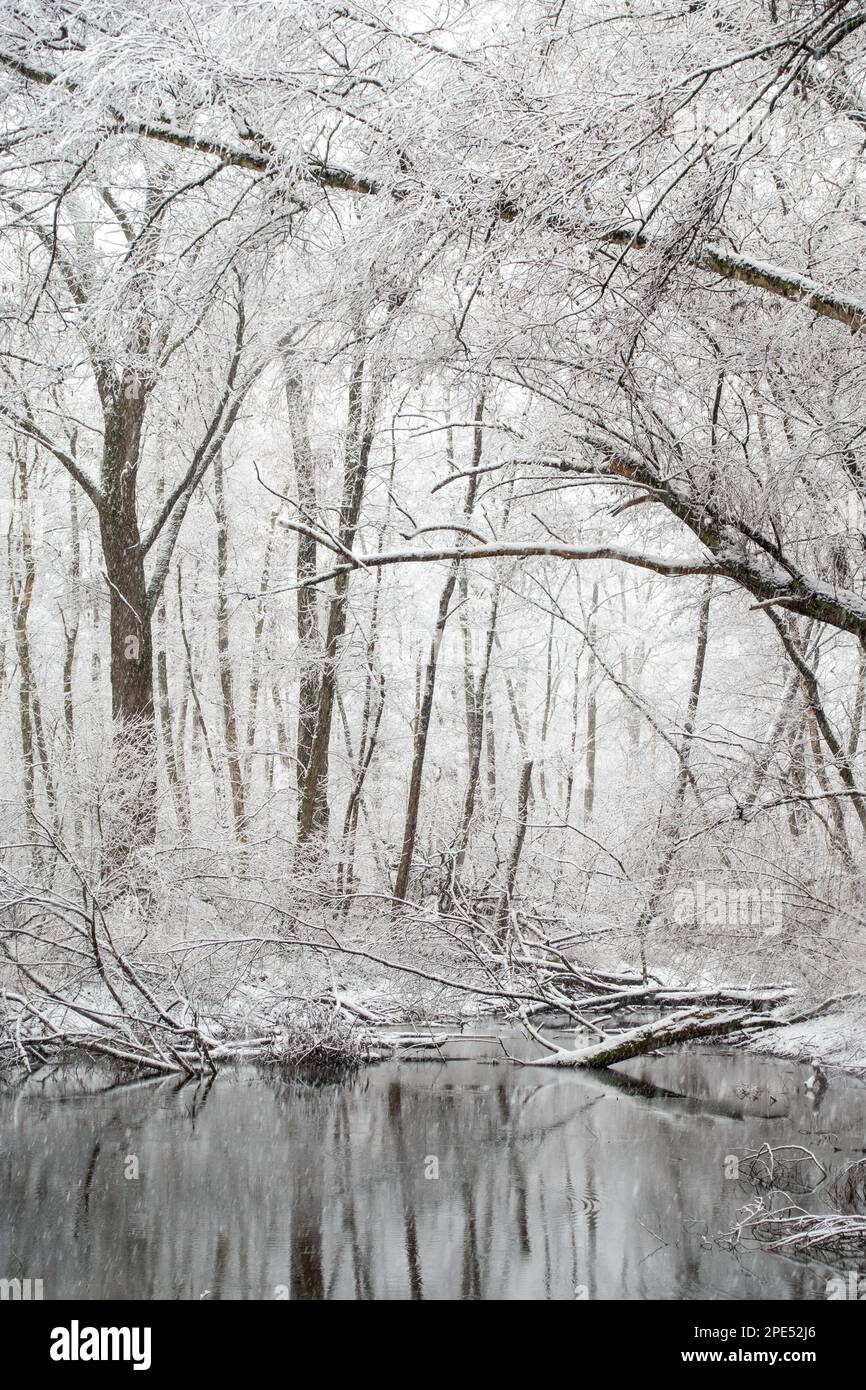 Winterbeginn in Meerbusch, Nordrhein-Westfalen. Starker Schneefall in einem Naturschutzgebiet, Ilvericher Altrheinschlinge nahe Düsseldorf. Stockfoto