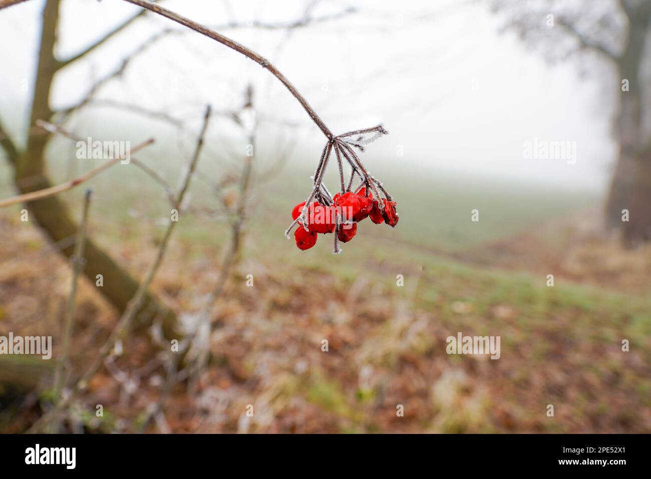 Eisige Schönheiten Die Hagebutte Stockfoto