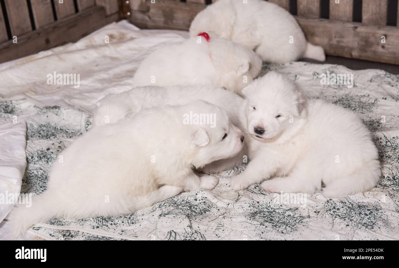 Fünf weiße flauschige kleine samoyierte Welpen sitzen in Hundevogelhaus Stockfoto