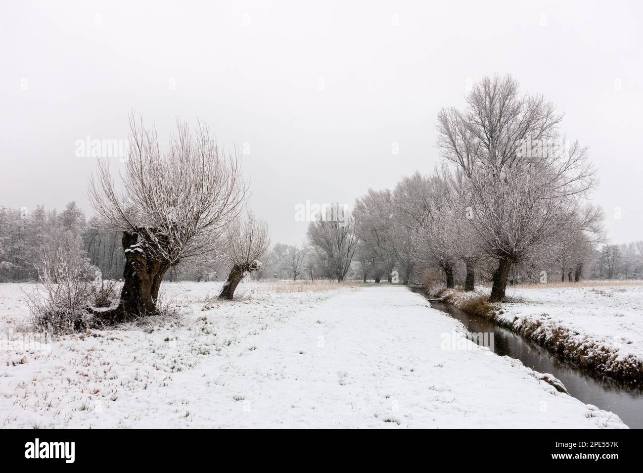 Winterbeginn in Meerbusch, Nordrhein-Westfalen. Starker Schneefall in einem Naturschutzgebiet, Ilvericher Altrheinschlinge nahe Düsseldorf. Stockfoto