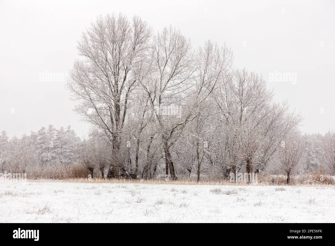 Winterbeginn in Meerbusch, Nordrhein-Westfalen. Starker Schneefall in einem Naturschutzgebiet, Ilvericher Altrheinschlinge nahe Düsseldorf. Stockfoto