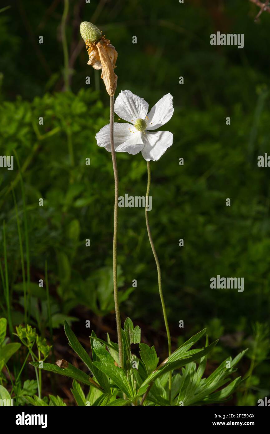 Blassende weiße Blume aus Schneetropfen, Anemone sylvestris, in der Mitte der Steles, mit selektivem Fokus. Stockfoto