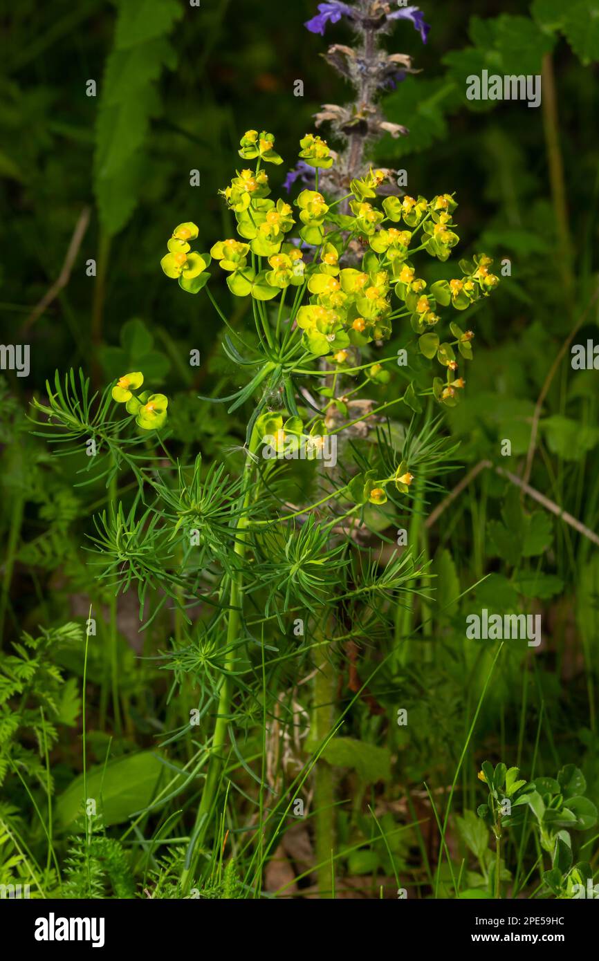 Frühlings-Euphorie Zyparisien, Zypressen-Spurfblüten schließen selektiven Fokus. Stockfoto