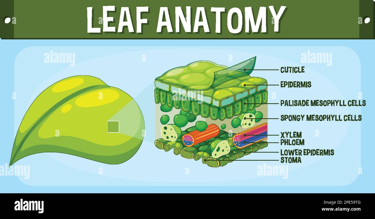 Darstellung des inneren Aufbaus des Blattdiagramms Stock Vektor