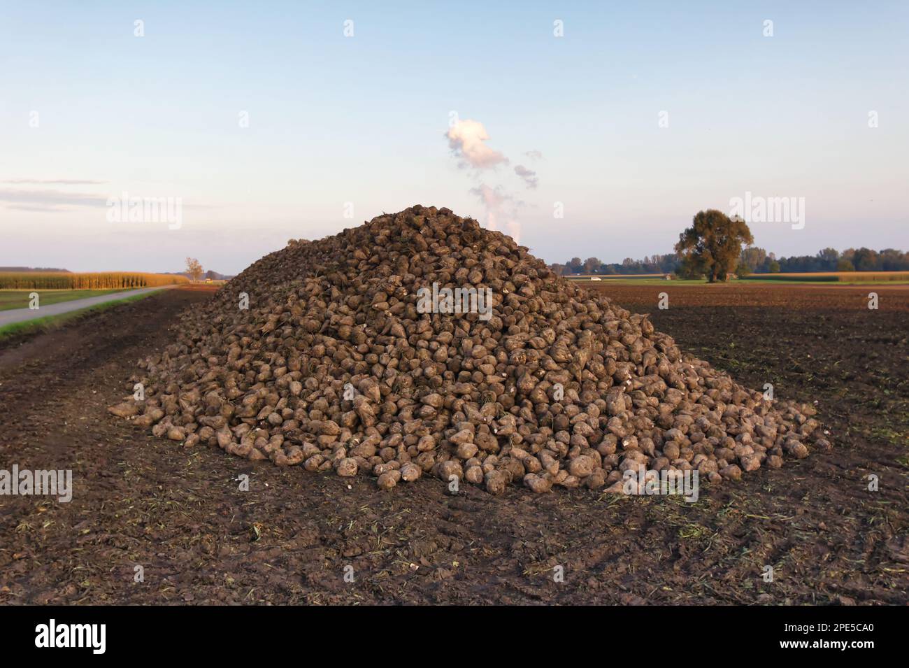 Ein riesiger Haufen Zuckerrüben nach der Ernte auf dem Lande Deutschlands Stockfoto