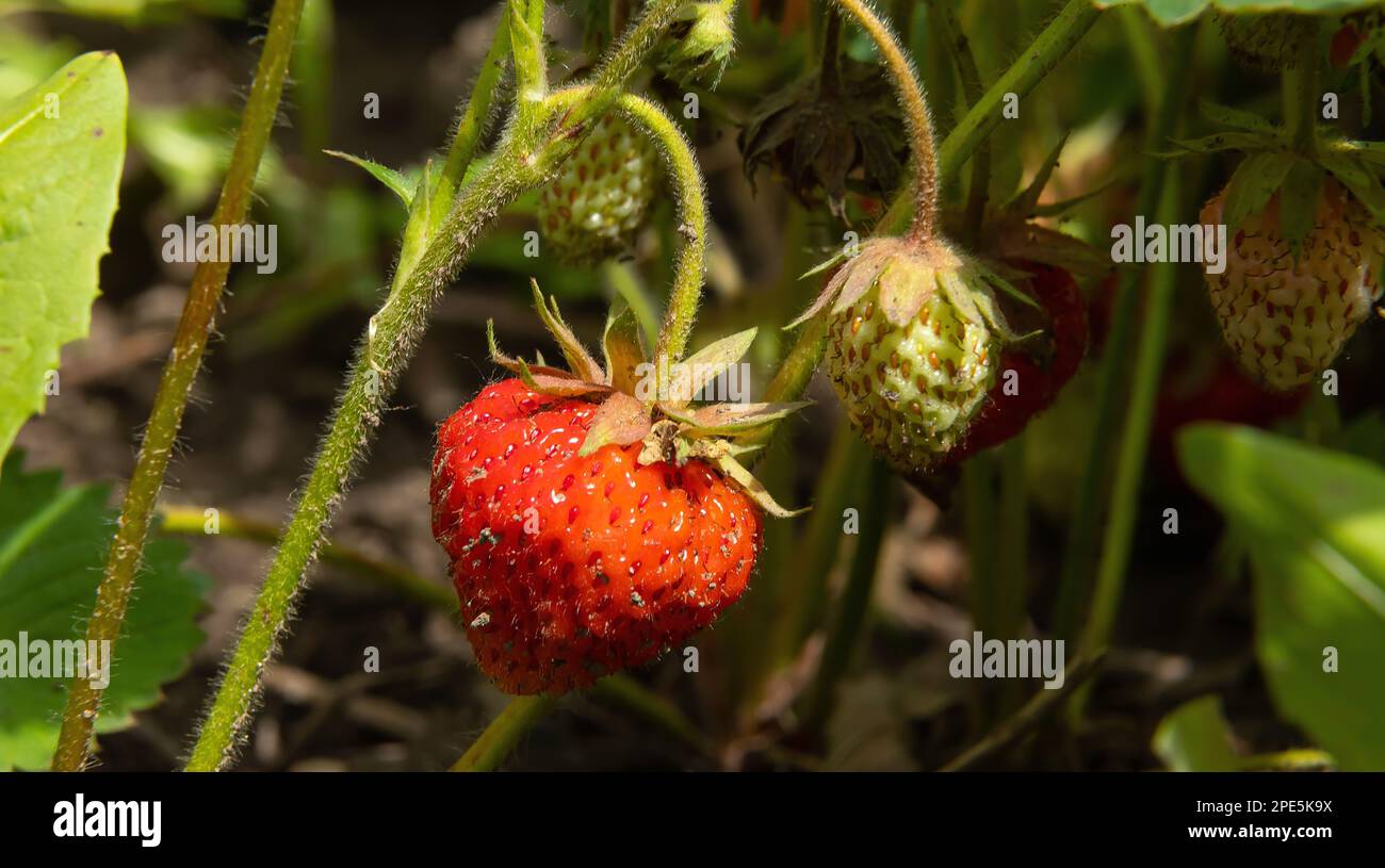 Reife Erdbeeren im Garten. Sommersonntag. Schließen Stockfoto