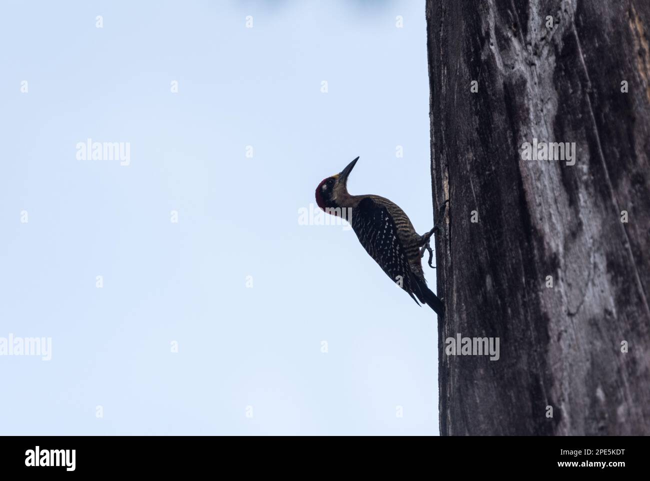 Schwarzbacke Woodpecker (Melanerpes pucherani) auf einem Baum in Palenque, Mexiko Stockfoto