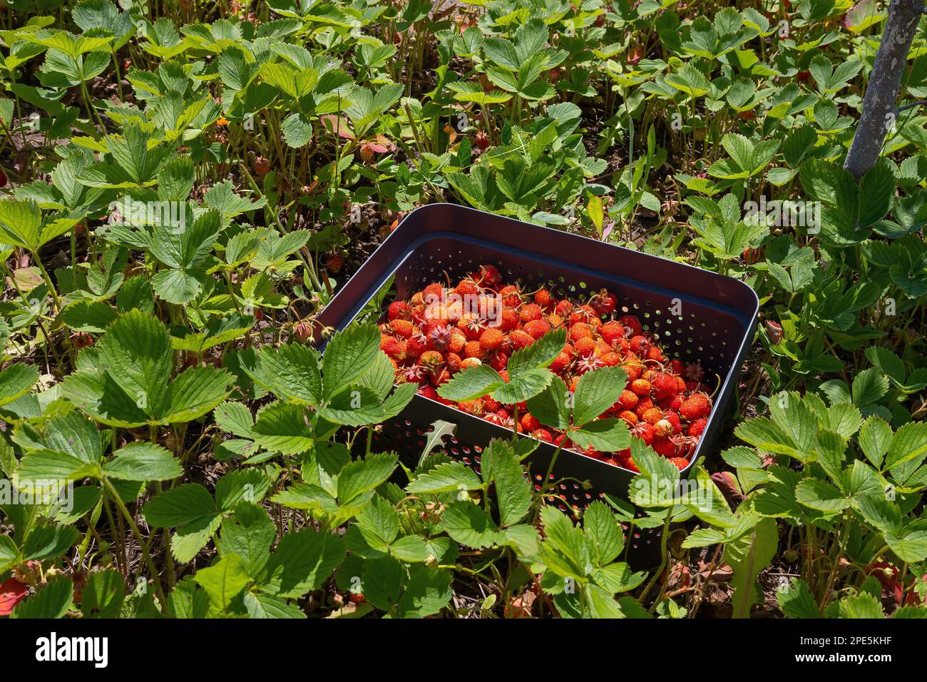 Reife Erdbeeren in einer Schachtel. Im Garten. Sommersonntag. Stockfoto