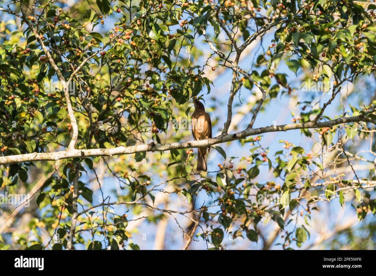 Tonfarbene Thrush (Turdus grayi), die Beeren in Palenque, Mexiko, fressen Stockfoto