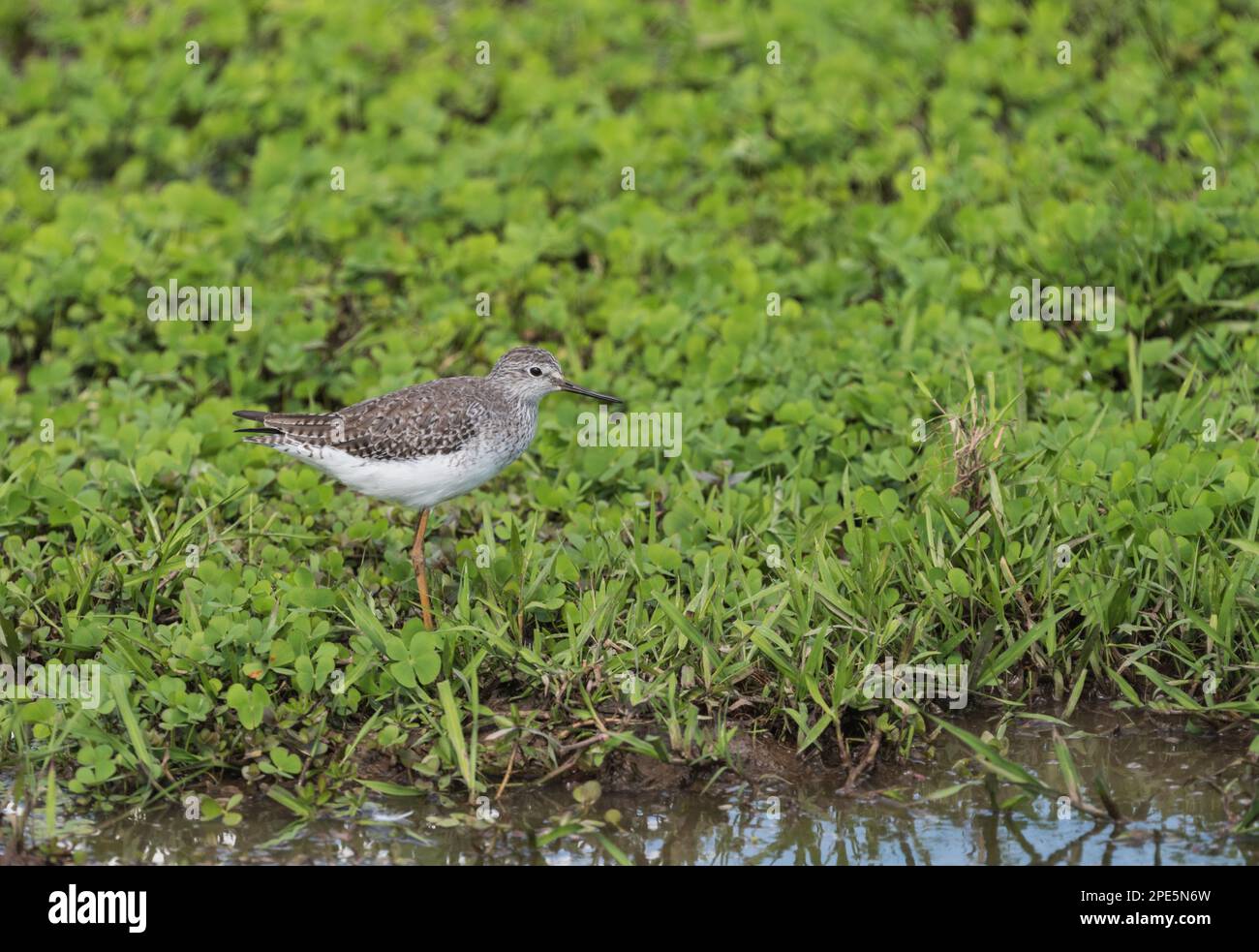Foraging Lesser Yellowlegs (Tringa flavipes) in Usumacinta Marsh, Tabasco State, Mexiko Stockfoto