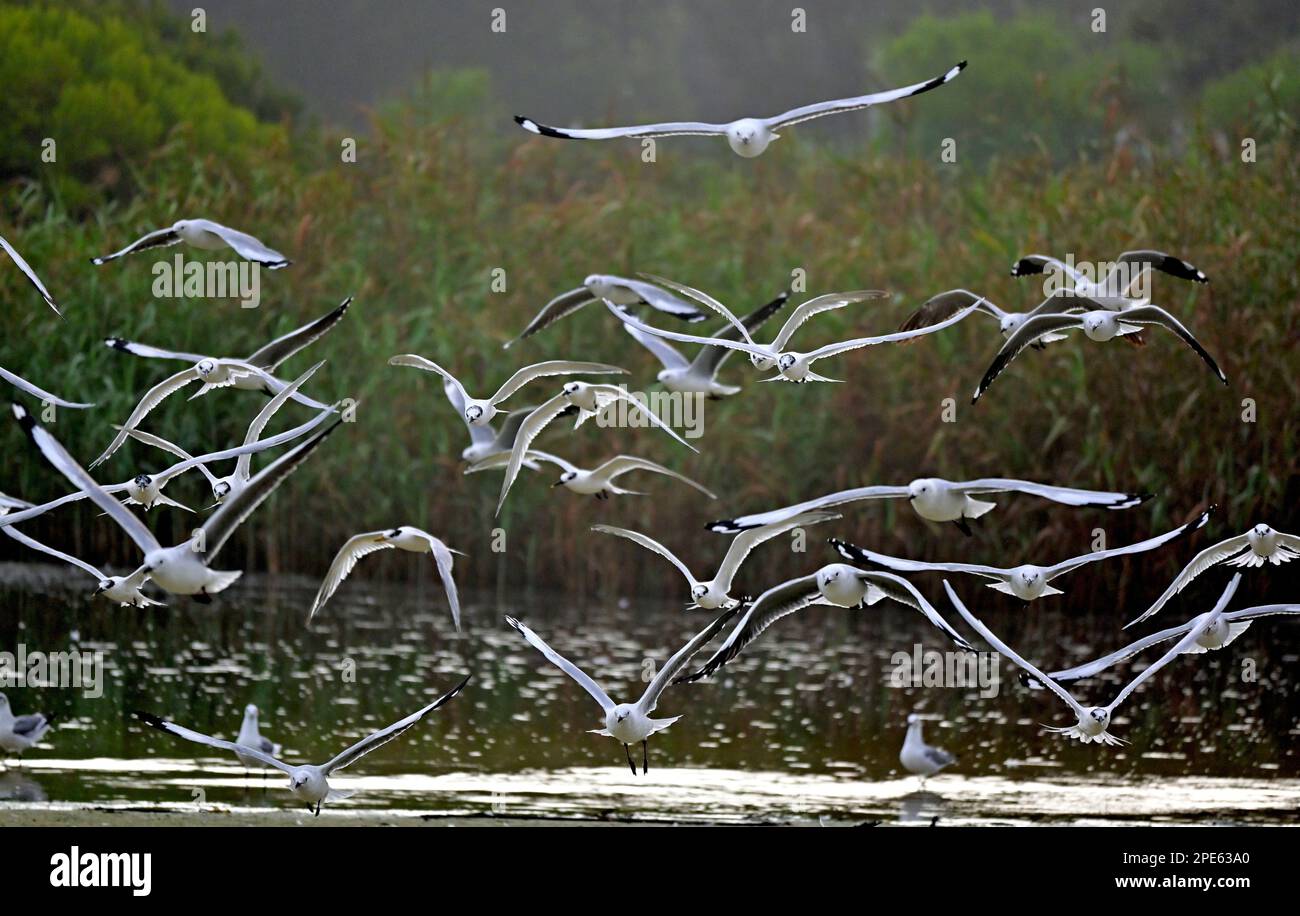 Seemöwen, die in Lagune, Strand, Westkap, Südafrika landen Stockfoto