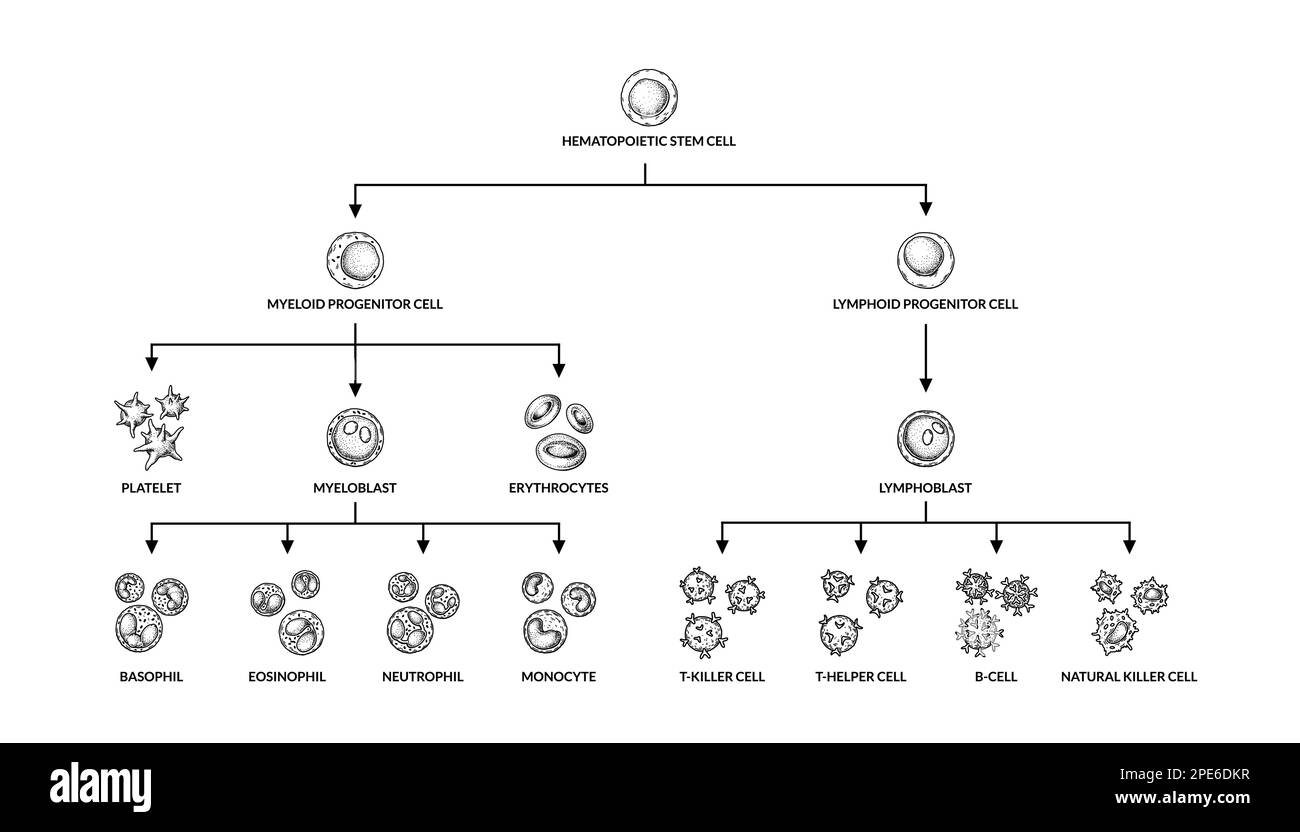 Hämatopoese-Diagramm. Menschliche Blutzelltypen mit Namen. Wissenschaftlich-mikrobiologische Vektordarstellung im Skizzenstil. Es bilden sich zelluläre Blutbestandteile Stock Vektor