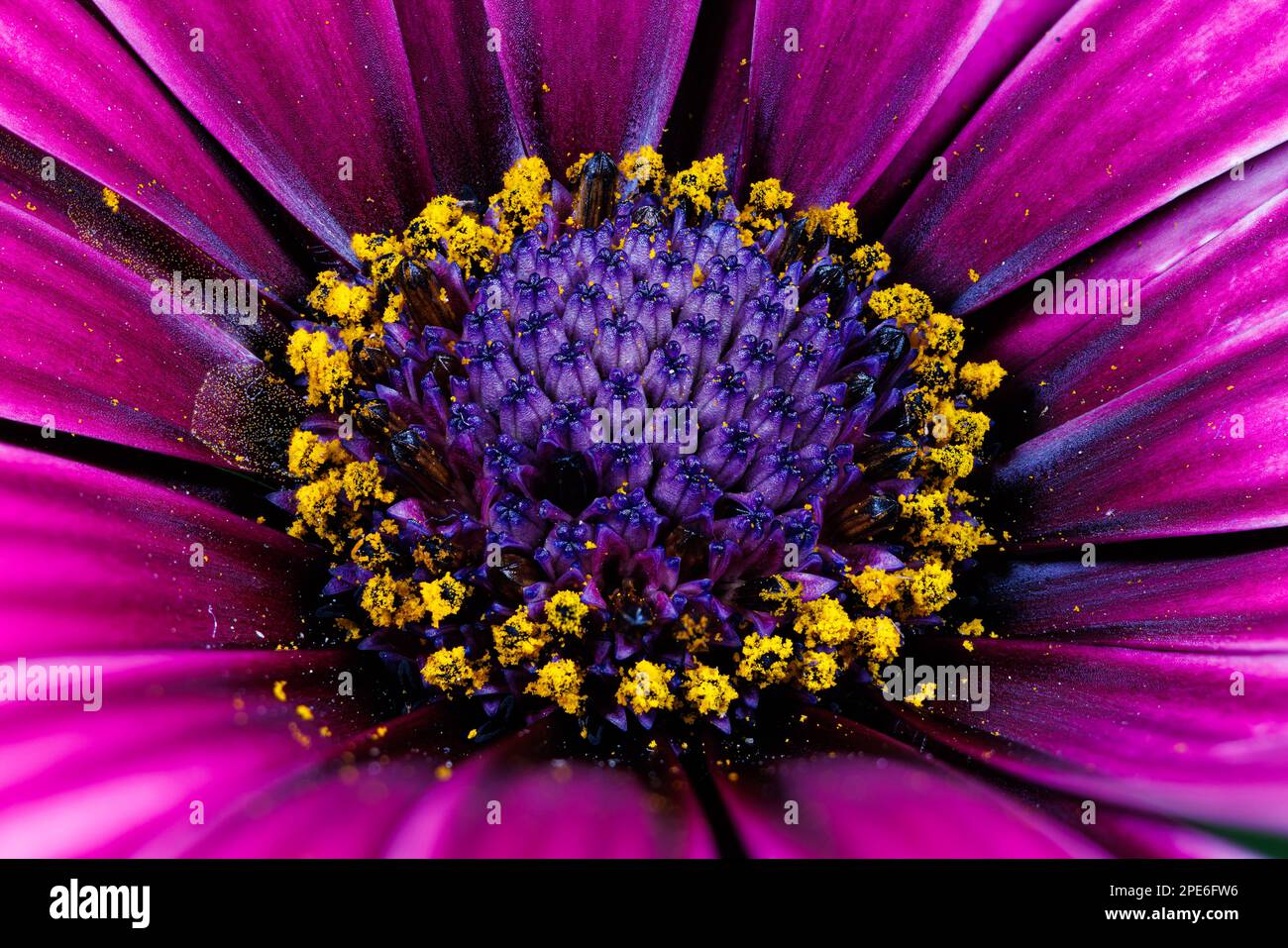 Makrofotografie einer Kapdaisy-Blume - Osteospermum ecklonis Stockfoto