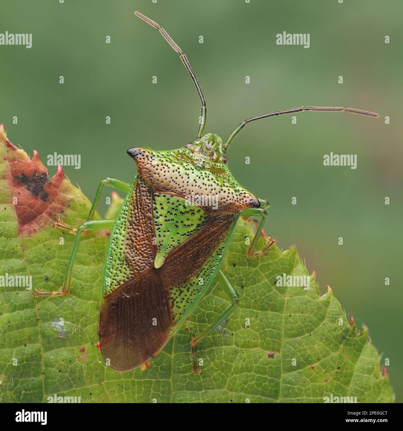 Überwinterender Hawthorn Shieldbug (Acanthosoma haemorrhoidale). Tipperary, Irland Stockfoto