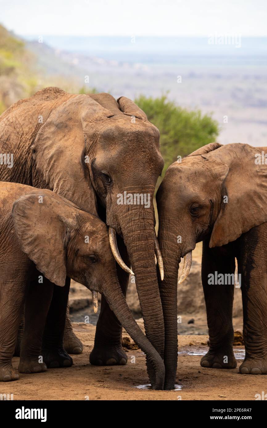 Elefantenherde in der Savanne. Drei rote Elefanten trinken Seite an Seite an einem kleinen Wasserloch im Tsavo-Nationalpark, Kenia, Ostafrika Stockfoto