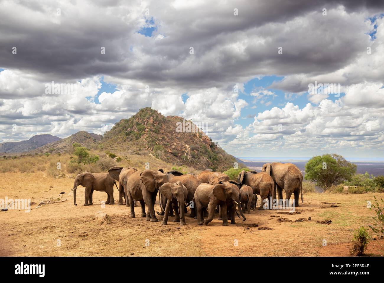 Große Elefantenherde in der Savanne, Tsavo-Nationalpark, Kenia Stockfoto