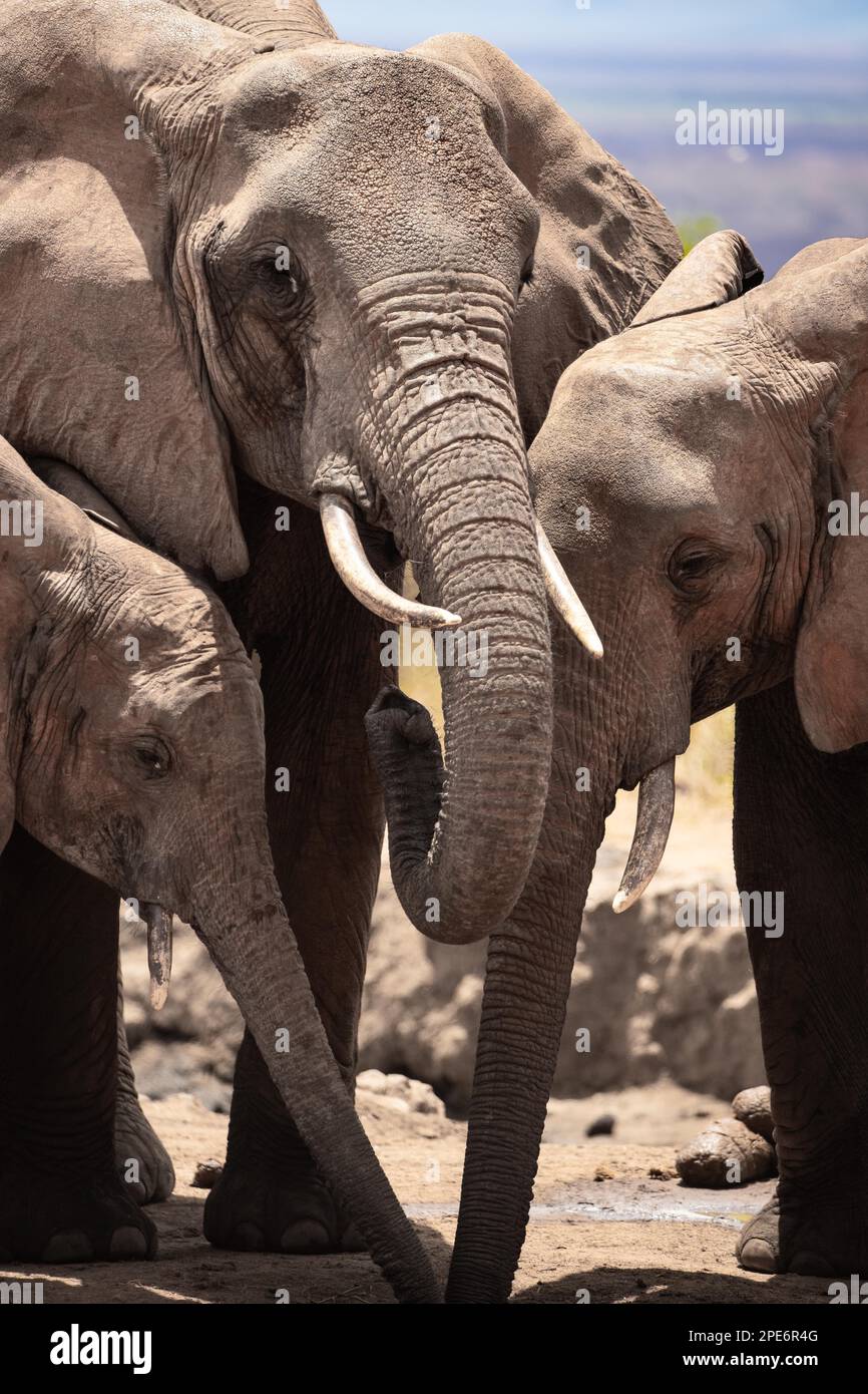 Elefantenherde in der Savanne. Drei rote Elefanten trinken Seite an Seite an einem kleinen Wasserloch im Tsavo-Nationalpark, Kenia, Ostafrika Stockfoto
