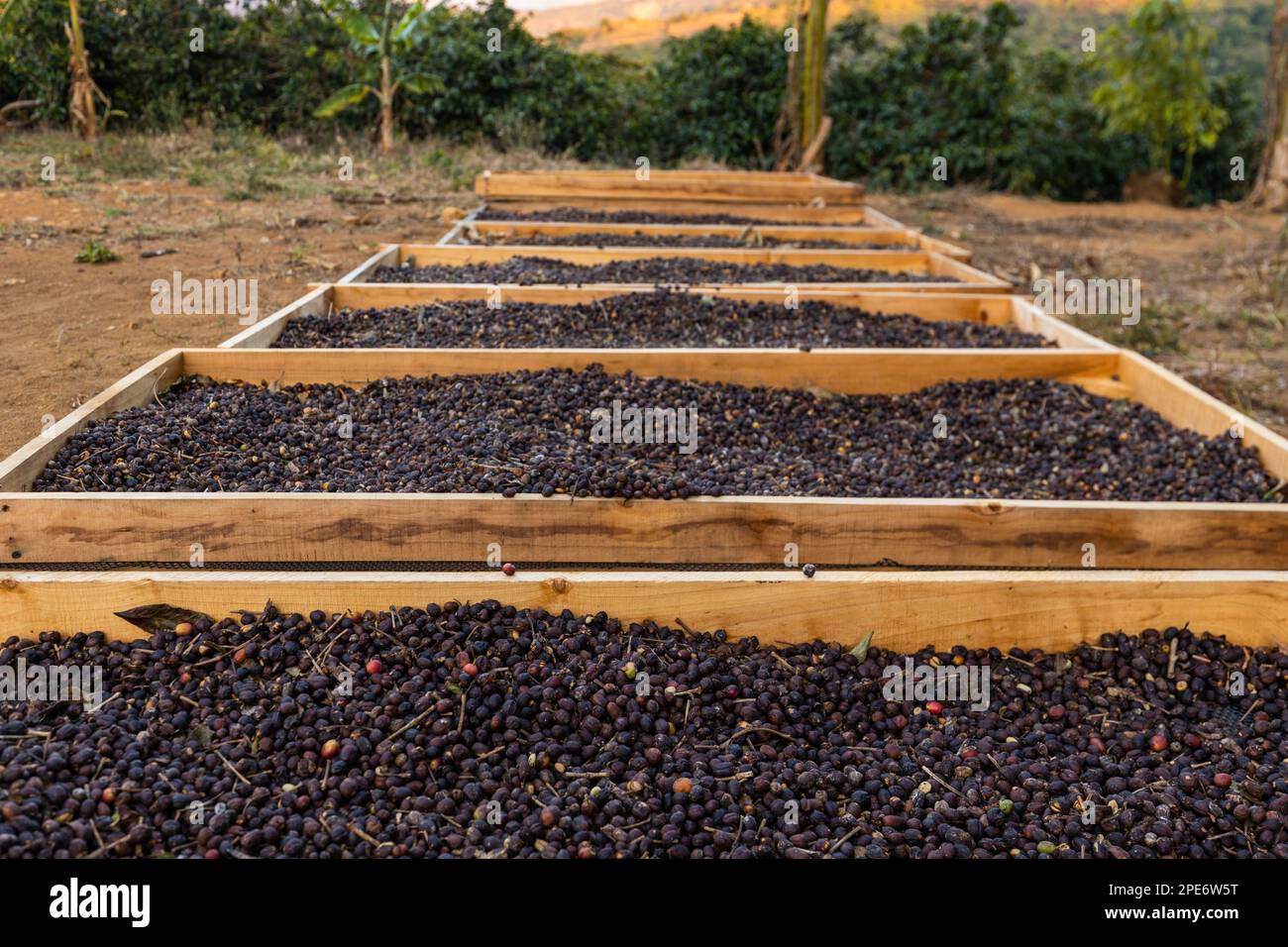 Bio-Kaffeeproduktion, Eine natürliche Art, Kaffeebohnen in der Sonne zu trocknen, Herstellung, gesunde Lebensmittel, Bio-Bauernhof Stockfoto