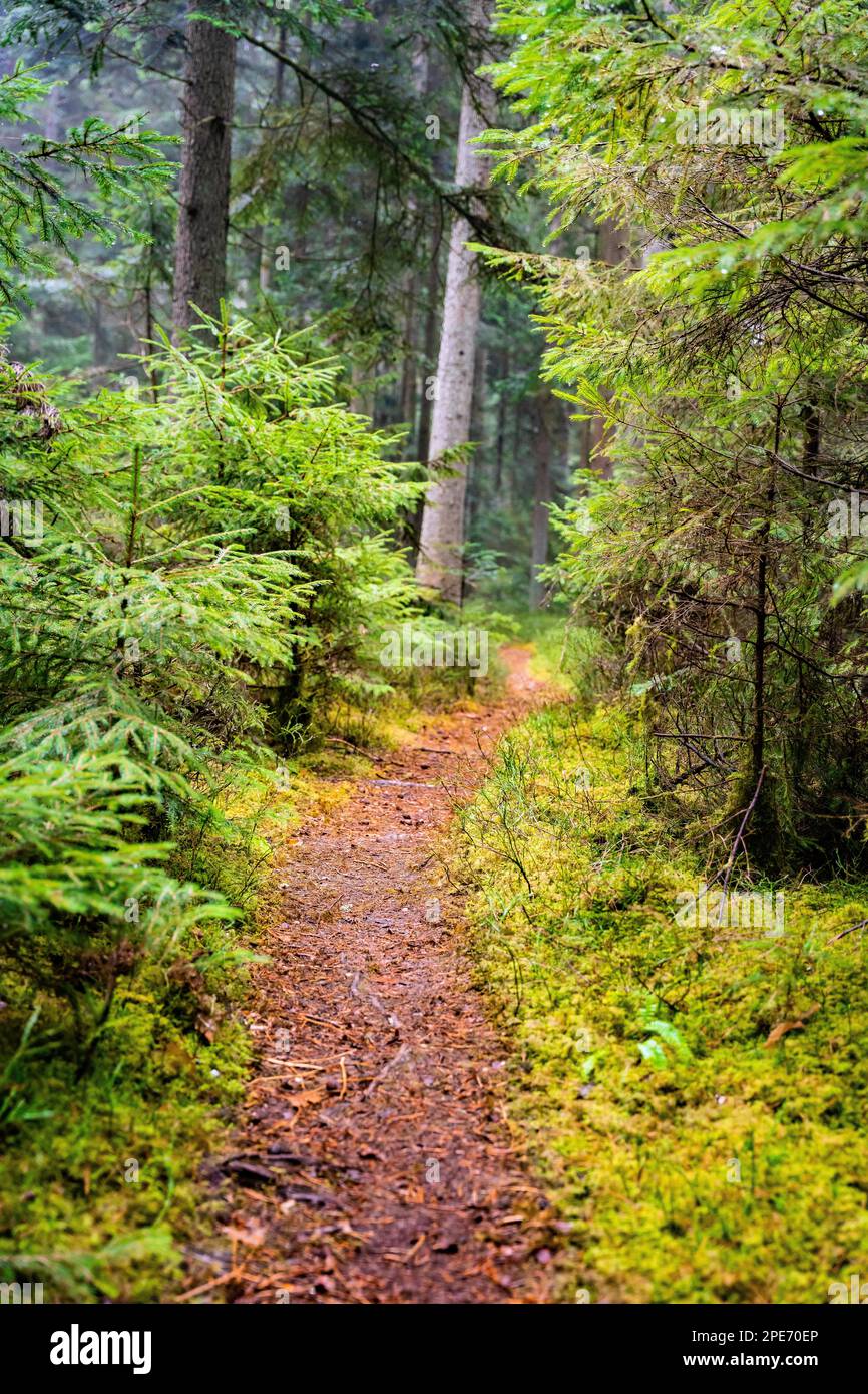 Kleiner Tramppfad durch den Grünen Wald, Schwarzwald, Unterhaugstett, Deutschland Stockfoto