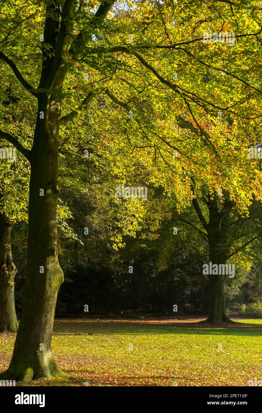 Herbst im Schlosspark Ahaus Stockfoto