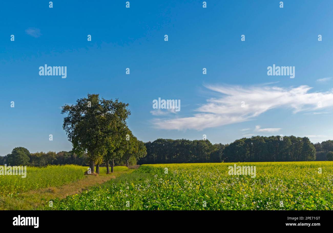 Schwarzer Senf (Brassica Nigra) Stockfoto