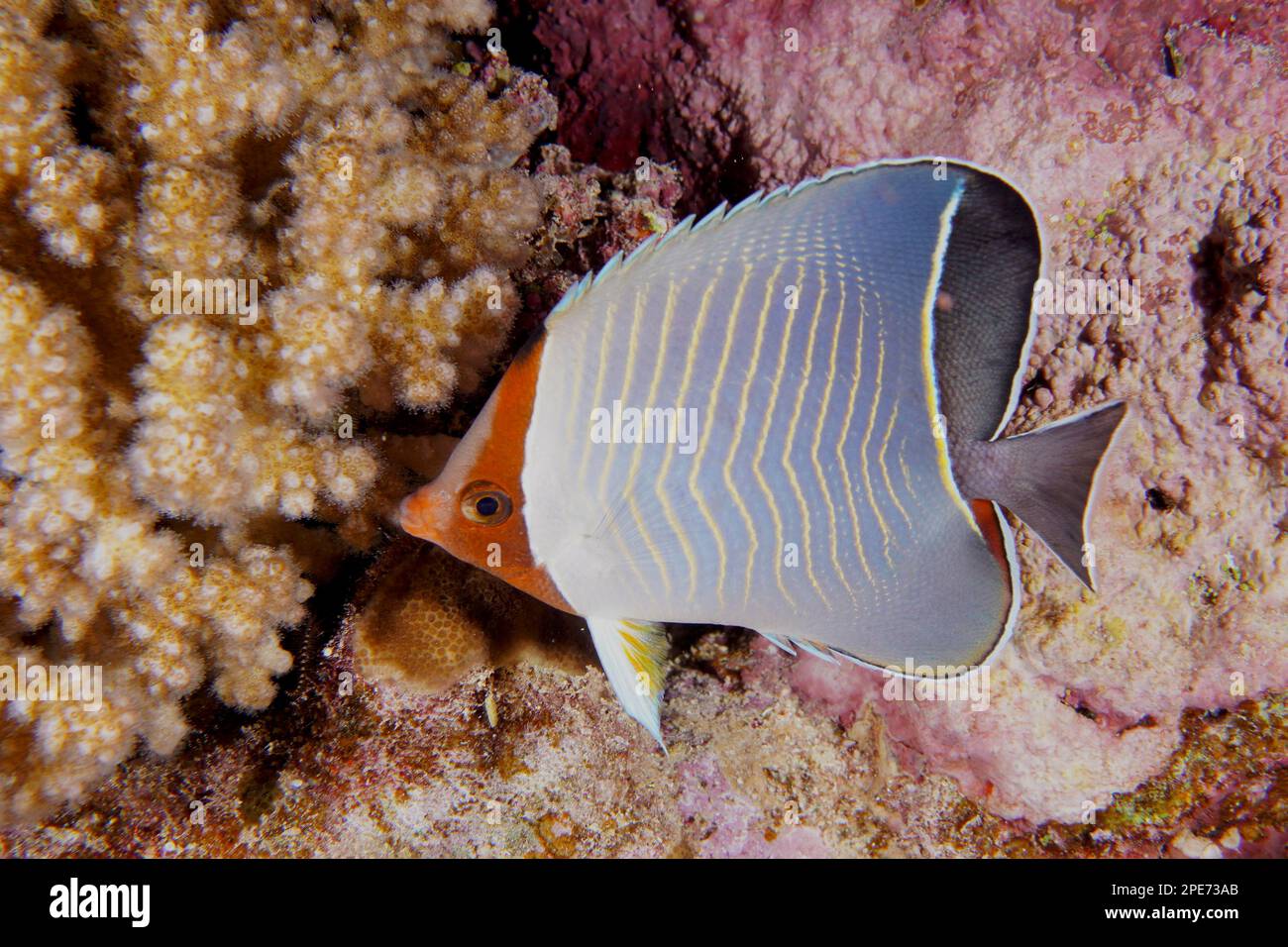 Blauer Chevron Butterflyfish (Chaetodon Larvatus), Tauchplatz Abu Fendera, Ägypten, Rotes Meer Stockfoto