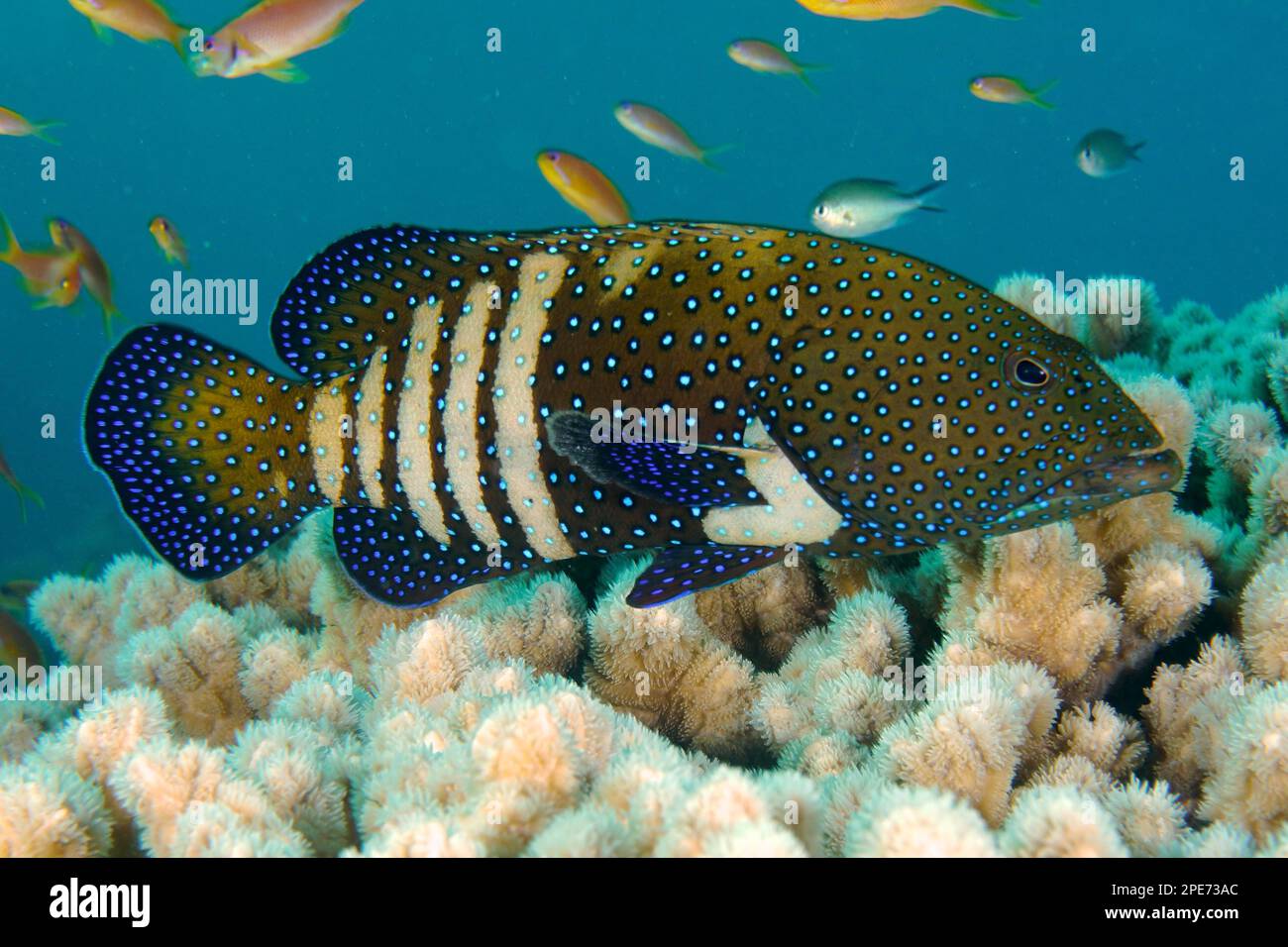 Bluespotted Grouper (Cephalopholis argus), House Reef Tauchplatz, Mangrove Bay, El Quesir, Rotes Meer, Ägypten Stockfoto
