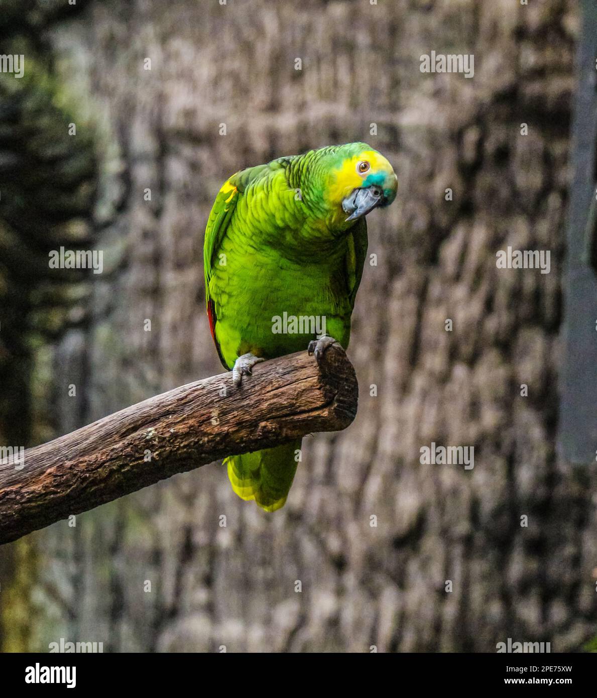 Ein lebhafter grüner Papagei steht stolz auf der rauen, strukturierten Rinde eines hoch aufragenden Baumes Stockfoto