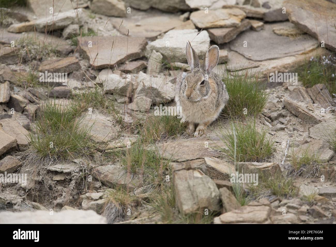 Nuttalls Cottontail (Sylvilagus nuttallii), Erwachsener, sitzt auf einem felsigen Hügel des Buffalo Jump, östlich der Great Falls, Cascade County, Montana (U.) S.A. Stockfoto