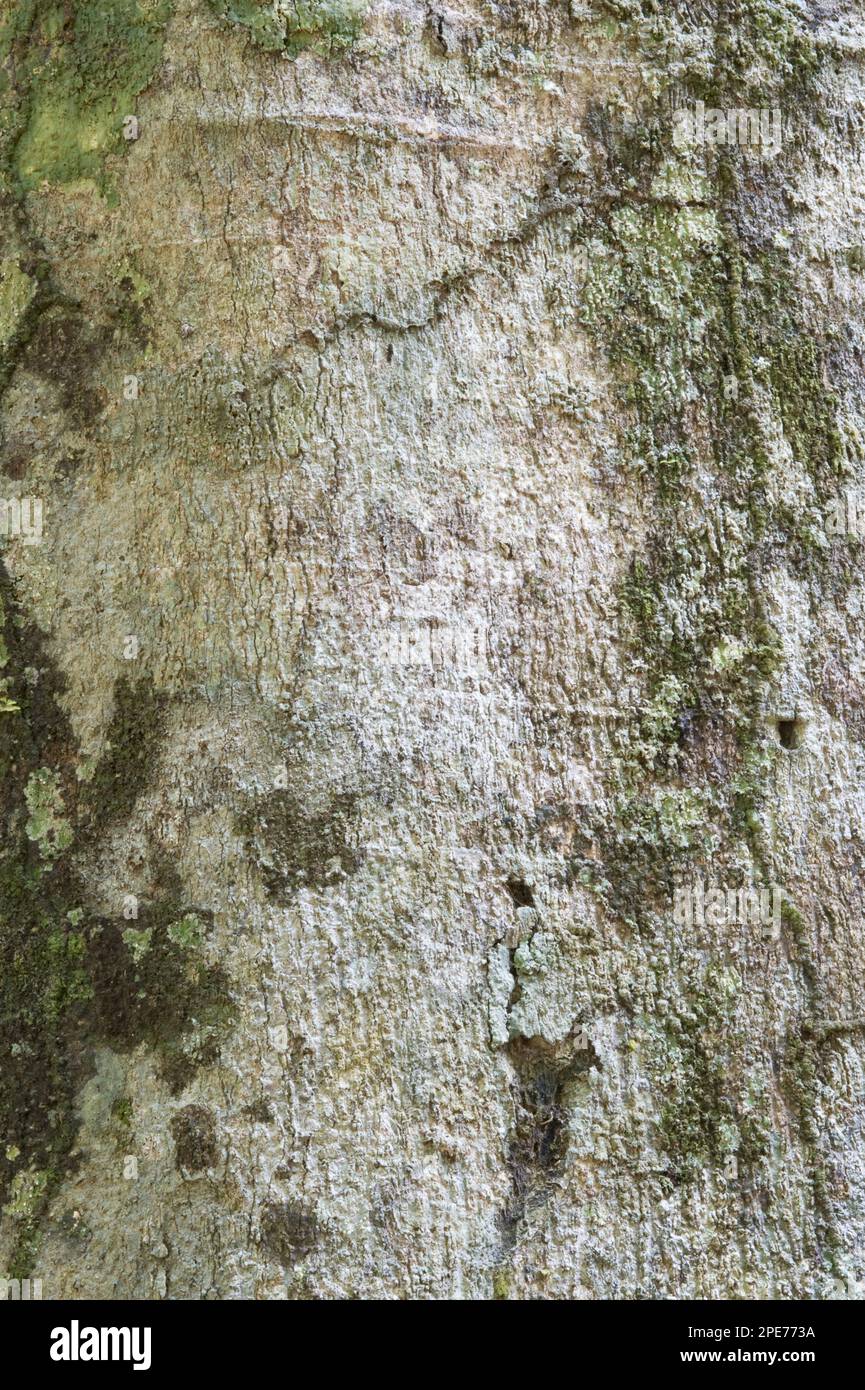 Nahaufnahme von Suya (Pouteria speciosa) mit Rinde, Iwokrama-Regenwald, Guyana Shield, Guyana Stockfoto