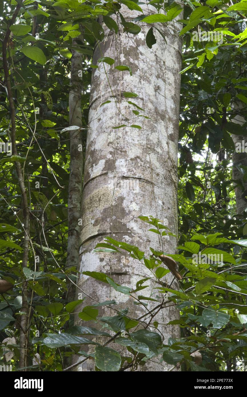 Baramalli-Stamm (Catostemma commune), inmitten von Regenwaldvegetation, Iwokrama-Regenwald, Guyana-Schild, Guyana Stockfoto