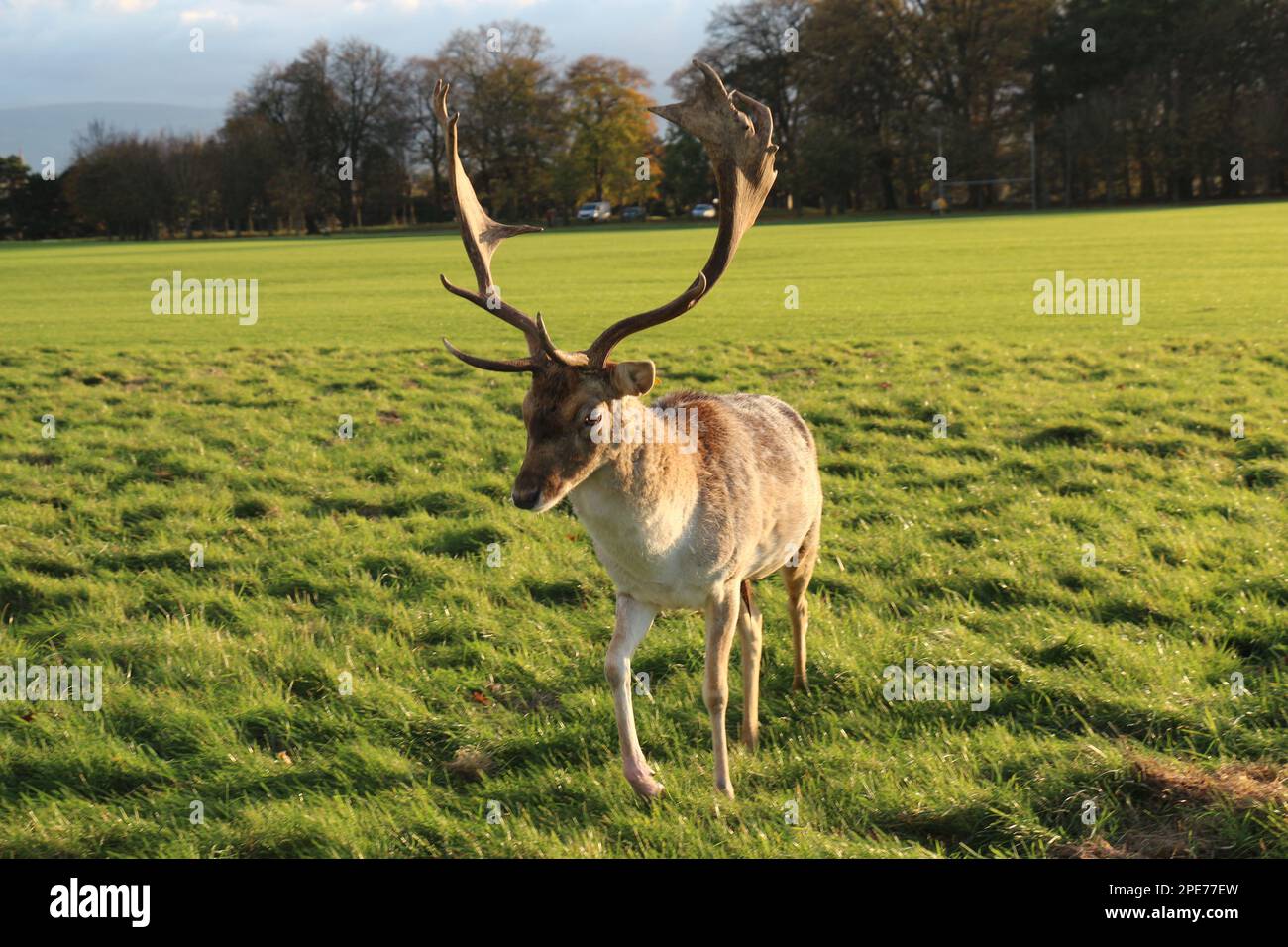 Inmitten der ruhigen Schönheit eines irischen Parks steht und spielt ein anmutiger Hirsch, der die heitere Essenz von Irlands fesselnder Tierwelt verkörpert Stockfoto