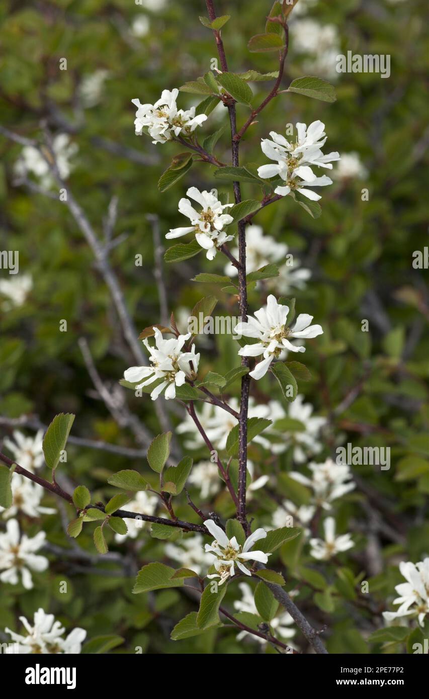 Utah serviceberry (Amelanchier utahensis) Blwering, Klamath Mountains, California (U.) S.A. Stockfoto