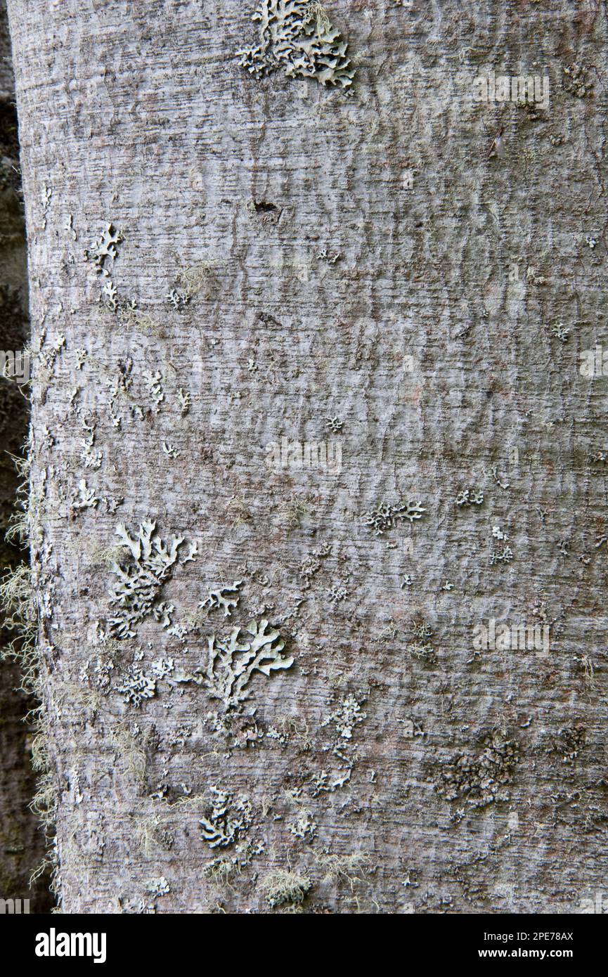 Radal (Lomatia hirsuta) Nahaufnahme von STEM, Escada Escondida Botanical Garden, Rio Negro Province, Argentinien Stockfoto